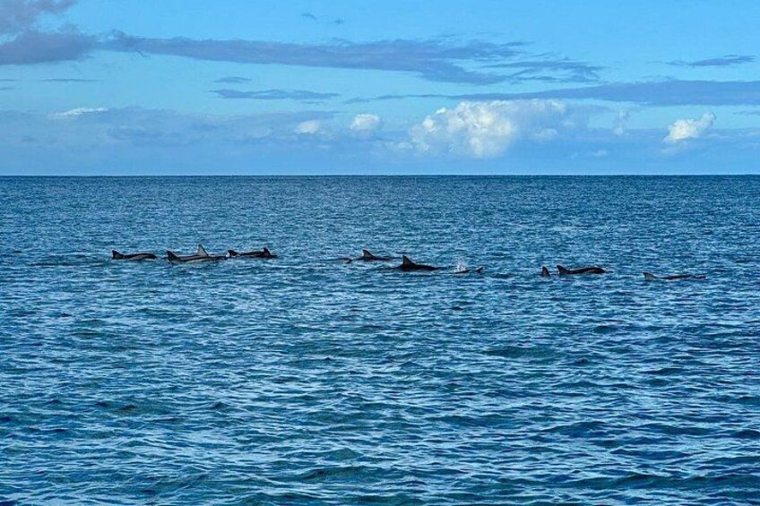 A group of dolphins swimming in the ocean. 5