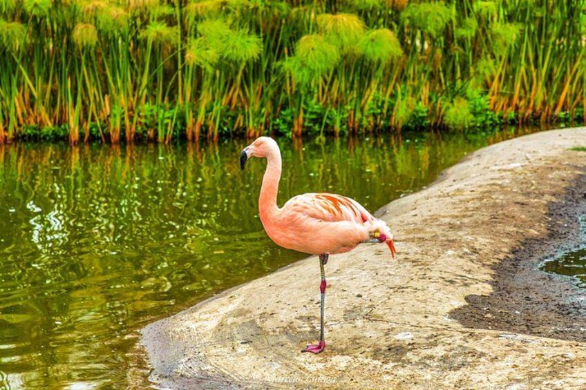 Un flamant rose se tient sur une bordure en béton, au bord d’une étendue d’eau, avec une végétation verdoyante en arrière-plan. 3