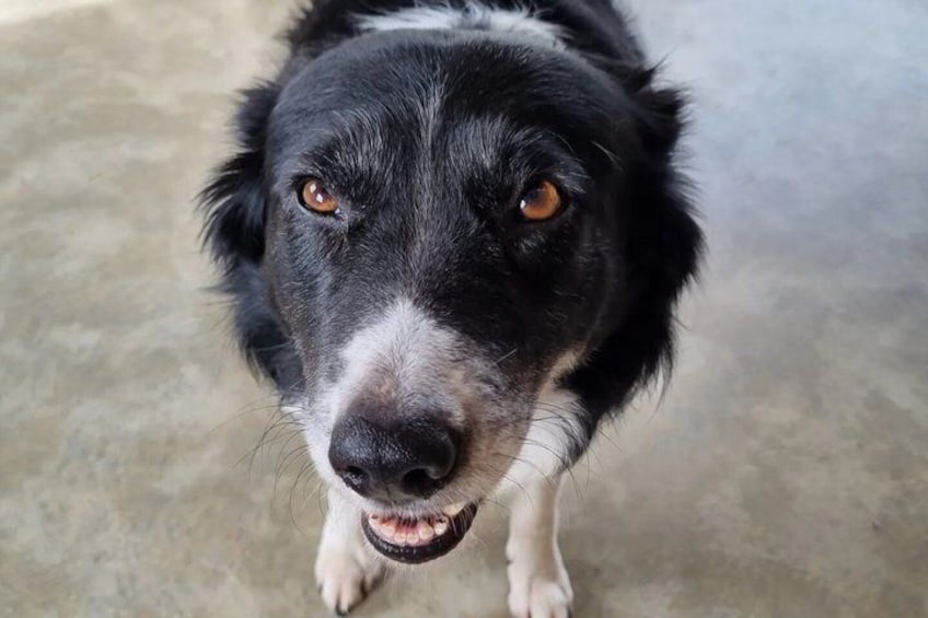 En närbild på en svartvit hund med vit bröstkorg och en vit rand längs ansiktet. 3