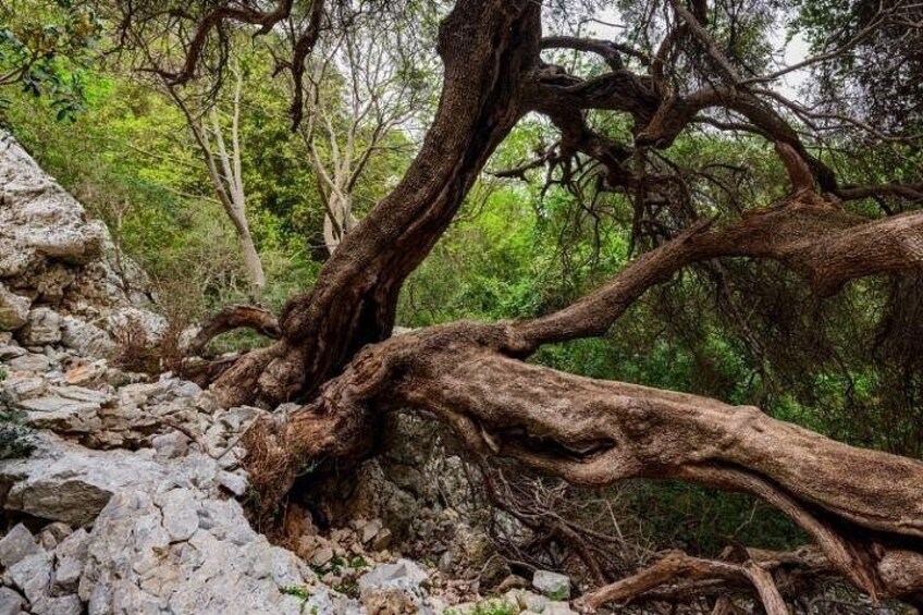 A large tree with twisted roots and branches over a rocky terrain. 2