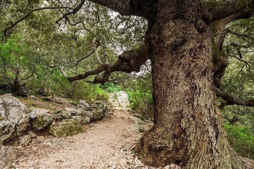 A forested area with a large tree trunk in the foreground and a dirt path leading through the trees. 3