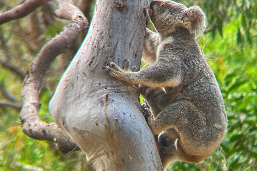 Magnetic Island: West Point Sunset Safari 2