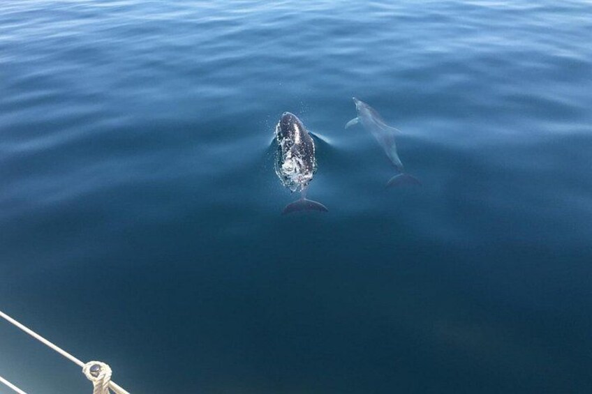 A whale swimming in the ocean. 5