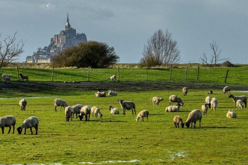 The sheep of Mont Saint Michel 1