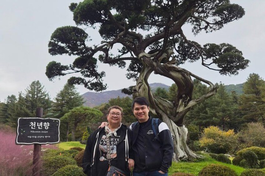 Two people standing in front of a large tree with a sign in Korean. 4
