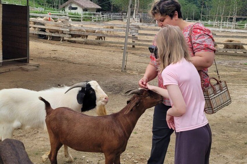 A person feeding a goat in a fenced area with other animals and a building in the background. 3