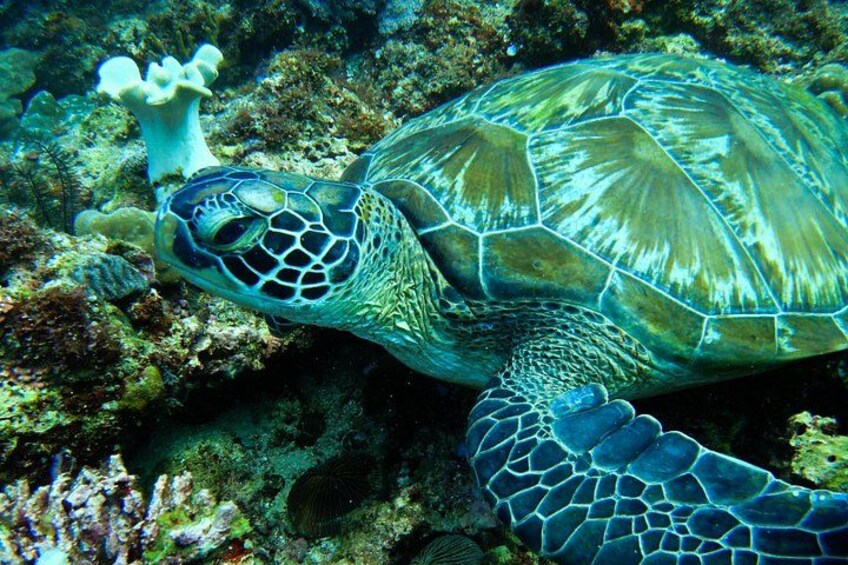Scuba Diving in Boracay: SSI Basic Diver for Beginners 5