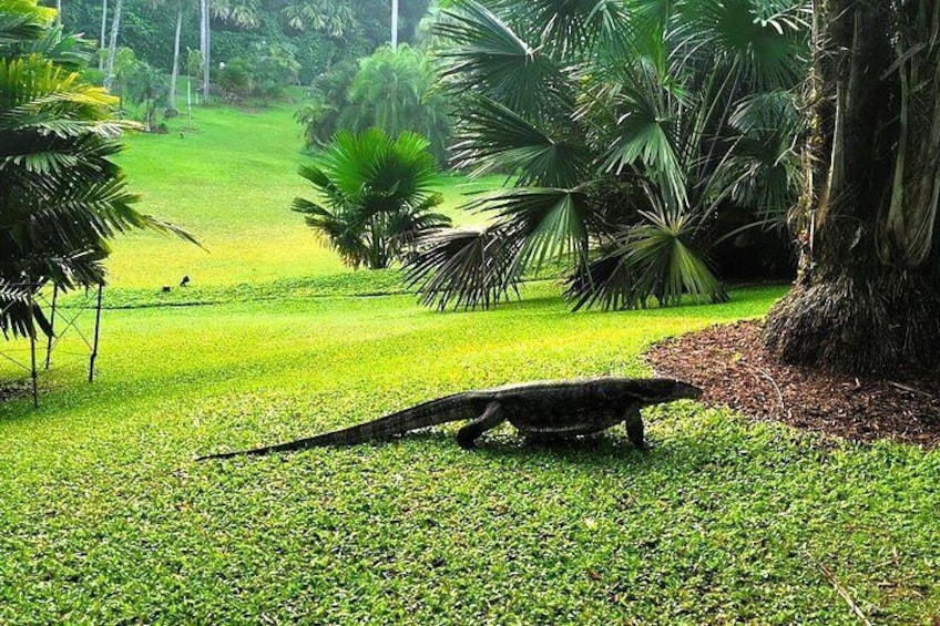 Un monitor lagarto en un campo cubierto de hierba, con palmeras y un gran tronco de árbol. 5