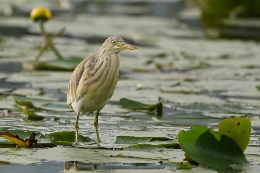 Picture 11 for Activity Skadar Lake: Self-Guided Bird Tour & Kayak Rental 2