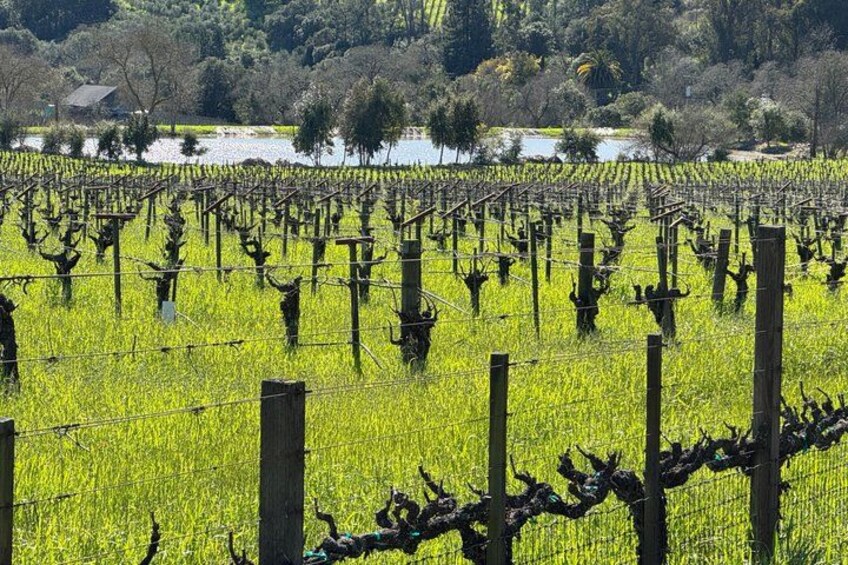 Napa Valley Favorites: 6-Hour Private Wine Tour 2