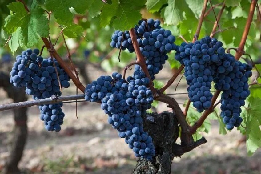 Private Napa Wine Tour Up To 4 Guests 2