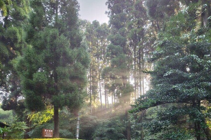Une forêt dense, avec de grands arbres et la lumière du soleil qui filtre à travers les branches. 2