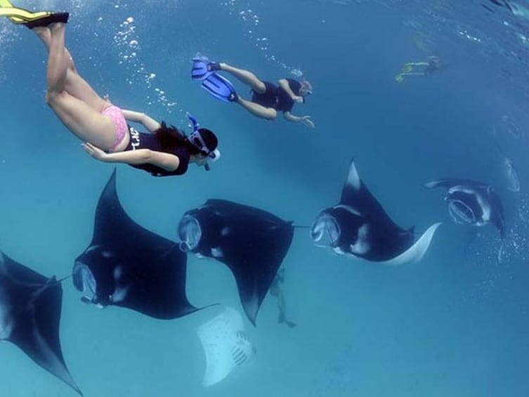 Nusa Penida: Guided Snorkeling Tour To See Manta Rays
