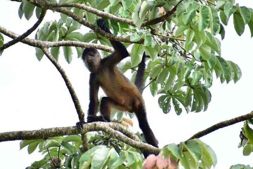 Palo Verde Wildlife Safari Adventure Sloth Watching & 4