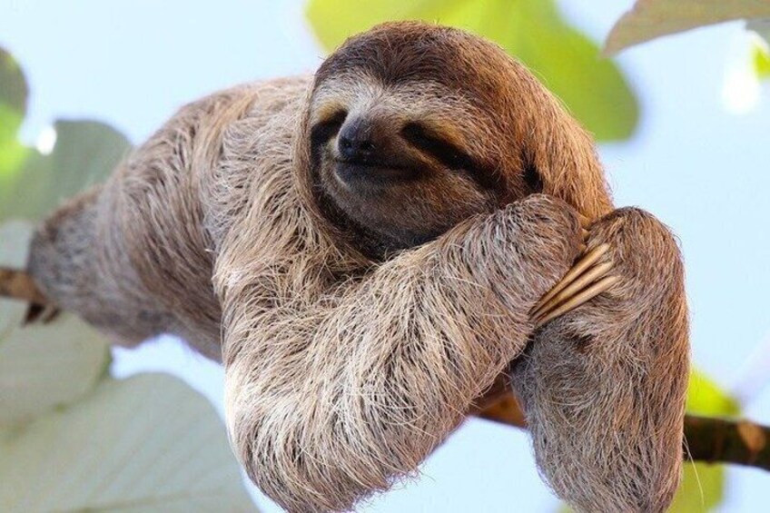 Palo Verde Wildlife Safari Adventure Sloth Watching & 3