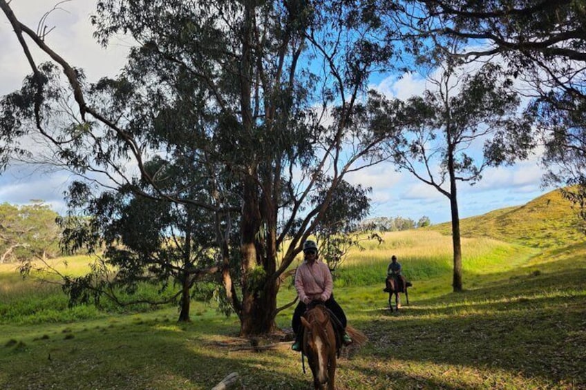 A person riding a horse through a grassy field with trees. 3