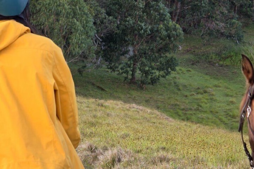 A person in a yellow jacket and a horse in a grassy field with trees in the background. 2