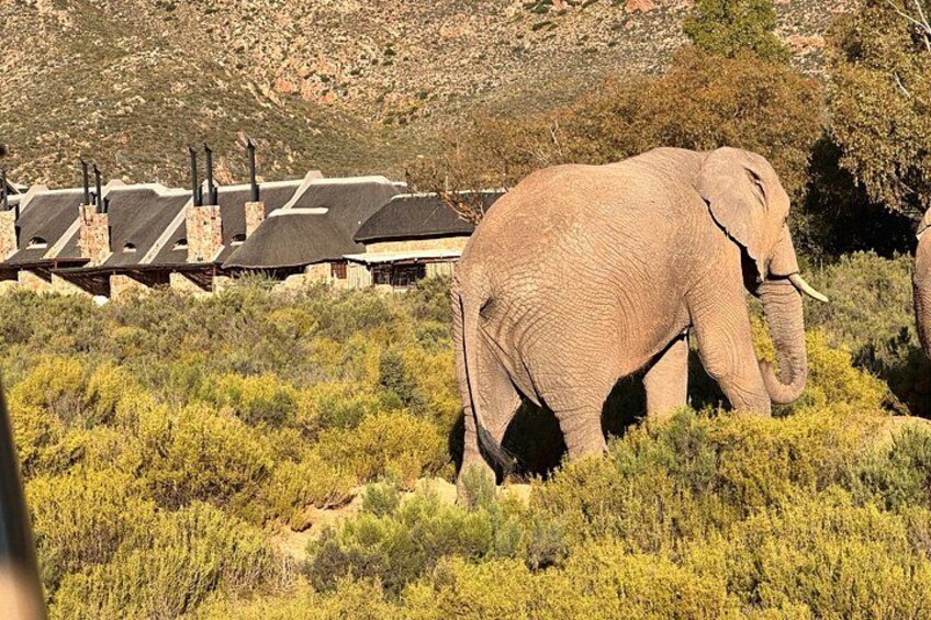 Aquila Elephant 3