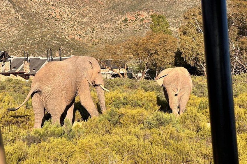 Aquila Elephant 2