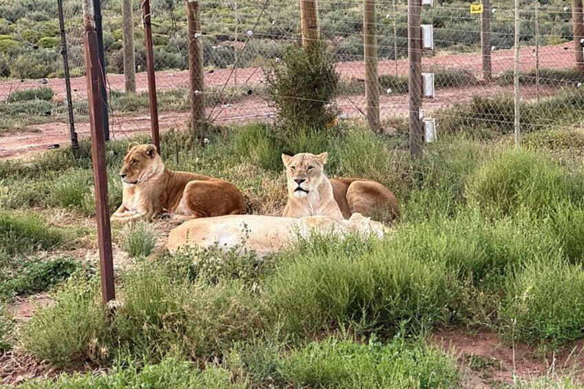Aquila Lion 5