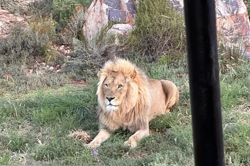 Aquila Lion 4