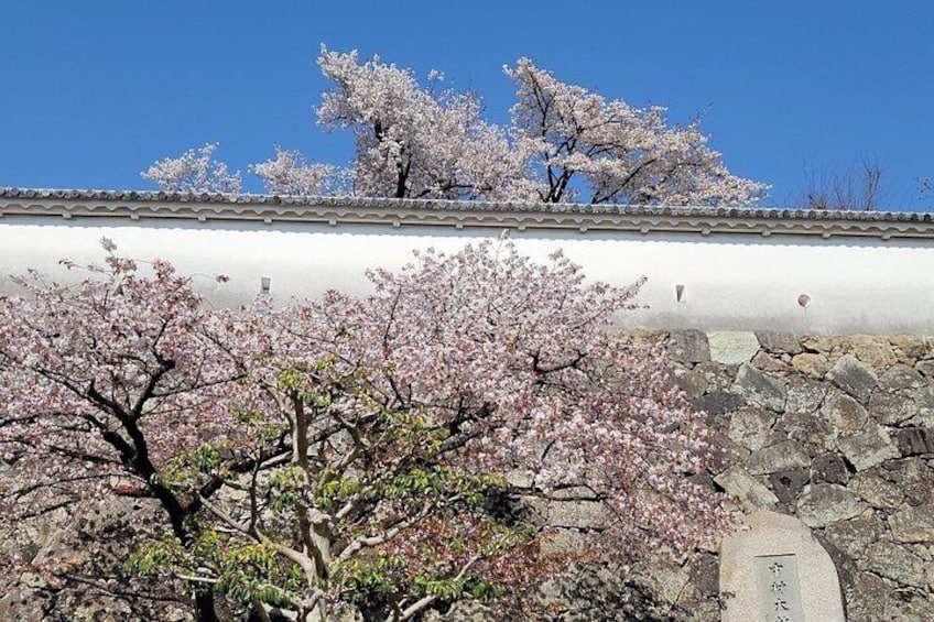 Flores de cerezo, un muro de piedra y una construcción tradicional. 4