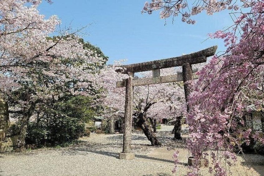 Un torii japonés tradicional rodeado de cerezos en flor. 5