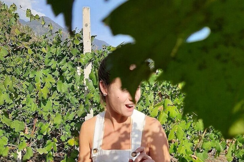 A person in a vineyard with grapevines and a wooden structure in the background. 2