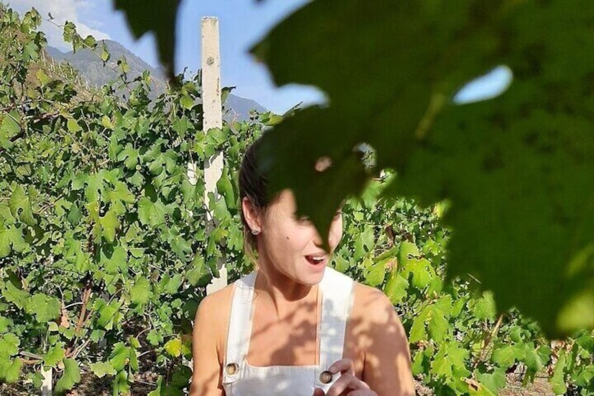 Private Wine Tour: Terraced Vineyards with Alpine view from Milan 3