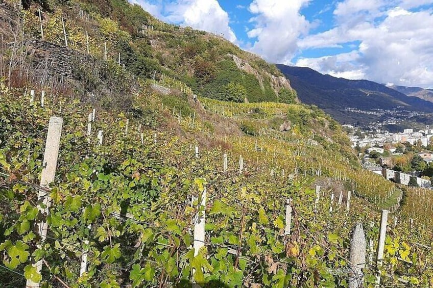 A vineyard with rows of grapevines, a hillside, and a distant town. 5