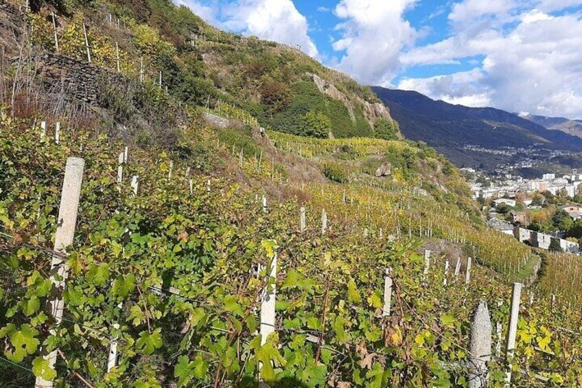A vineyard with rows of grapevines, a hillside, and a distant town. 3