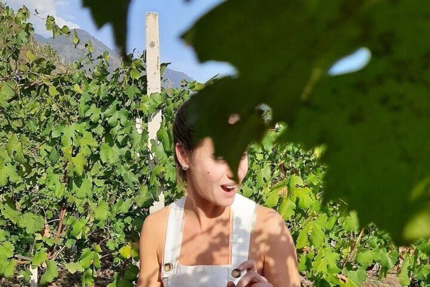 A person in a vineyard with rows of grapevines and a wooden post in the background. 2