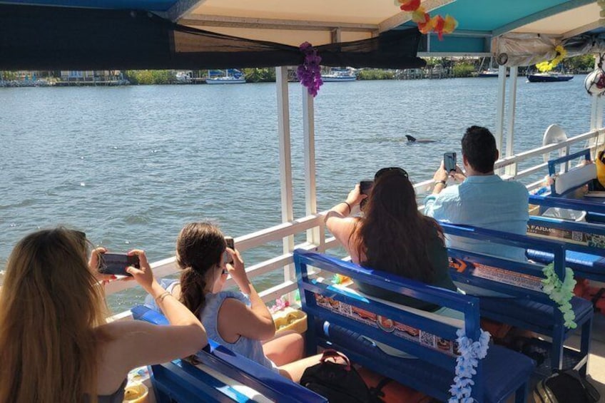 2 hour Dolphin Sightseeing Tour in Melbourne Florida 3