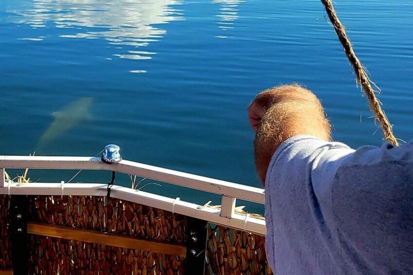 2 hour Dolphin Sightseeing Tour in Melbourne Florida 2