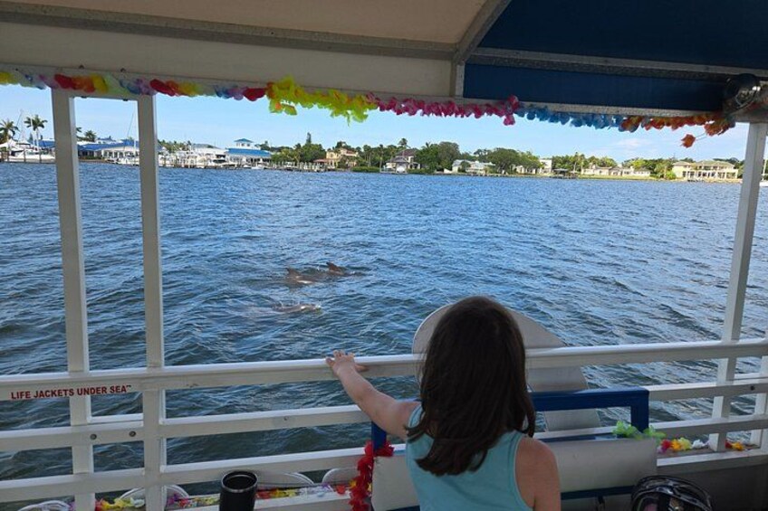 2 hour Dolphin Sightseeing Tour in Melbourne Florida 5