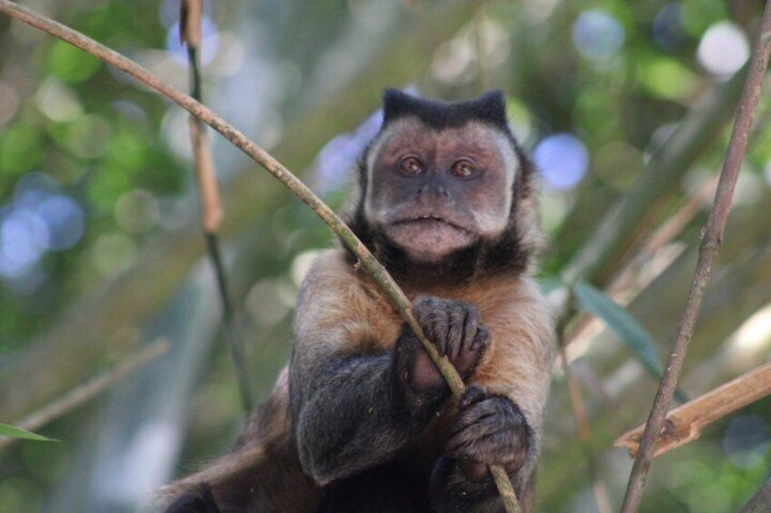 Tijuca Forest: Waterfalls, Cave, and Wildlife 5