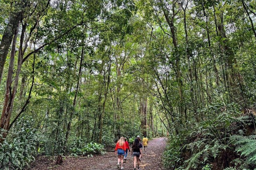Tijuca Forest: Hiking, waterfalls, cave, and wildlife 4