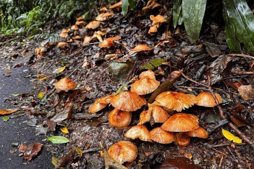 Tijuca Forest: Waterfalls, Cave, and Wildlife 4