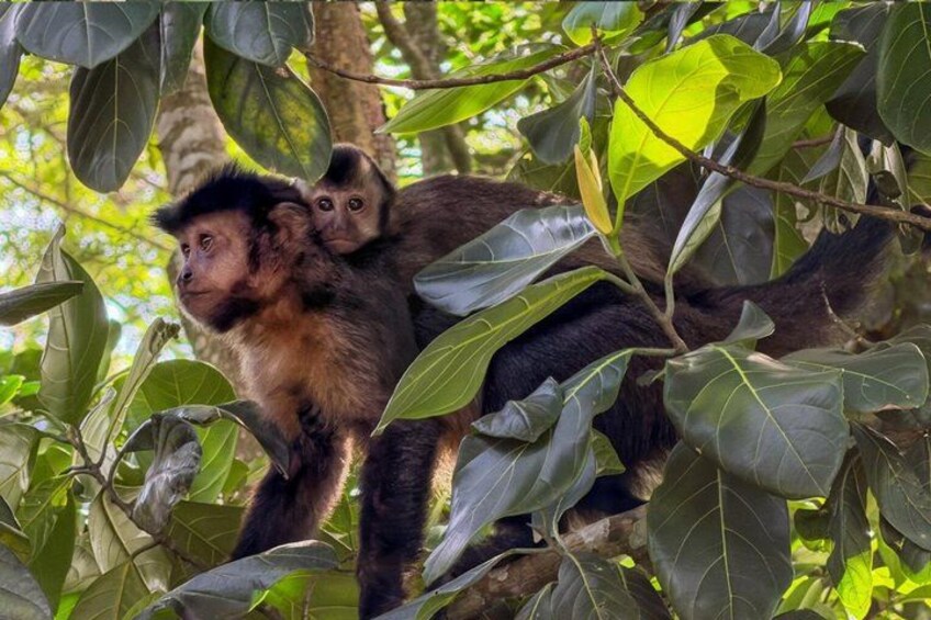 A monkey with a baby monkey on its back, surrounded by green leaves. 1