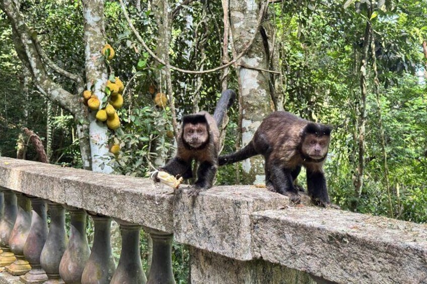 Tijuca Forest: Waterfalls, Cave, and Wildlife 2