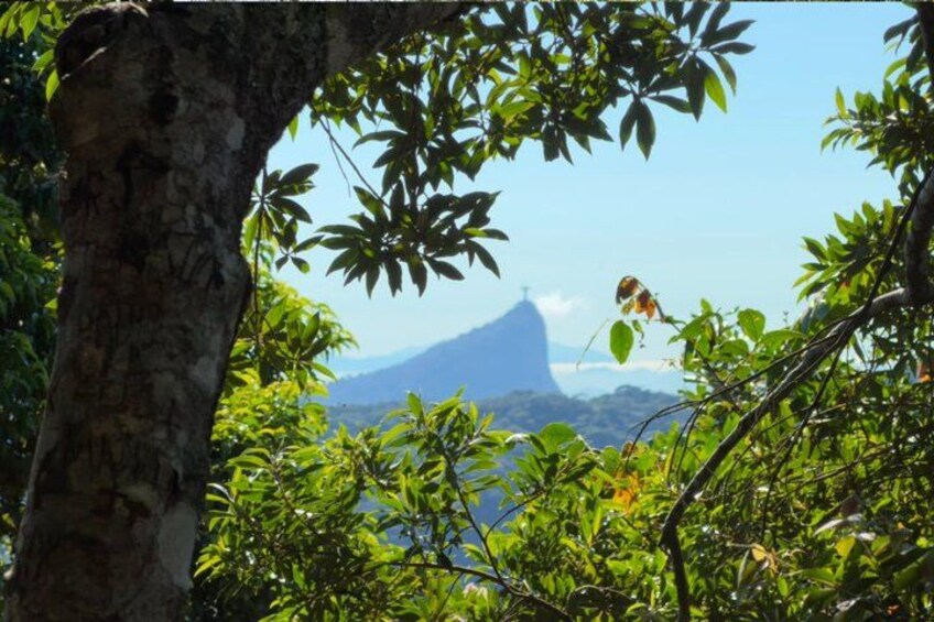 Tijuca Forest: City Views, Waterfall, and Wildlife 2
