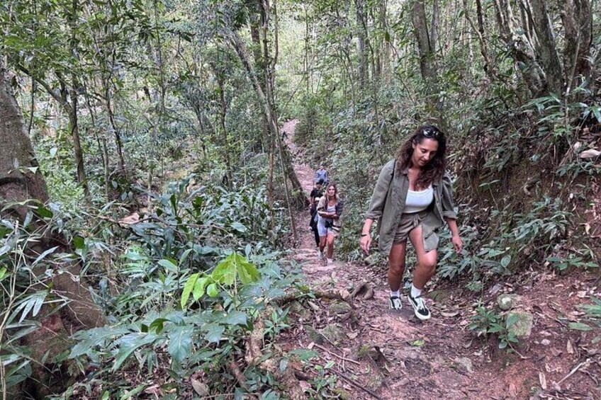 Walk in the Forest 3