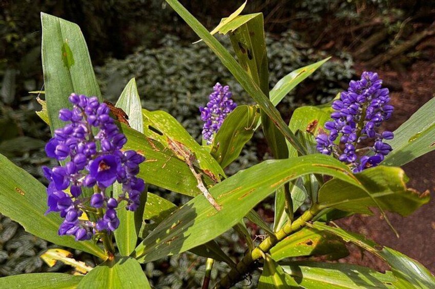 Purple flowers, green leaves, and a brown insect on a plant. 2