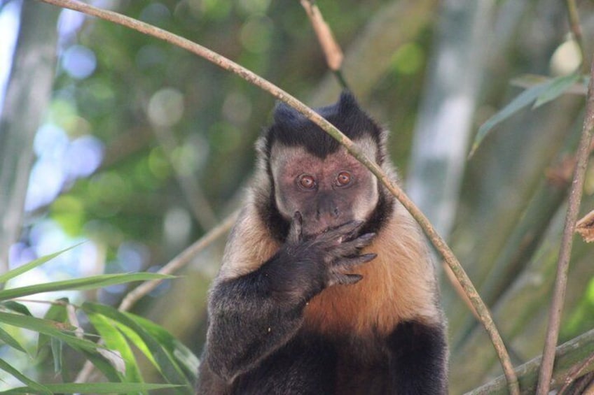 Tijuca Forest: Waterfalls, Cave, and Wildlife 4