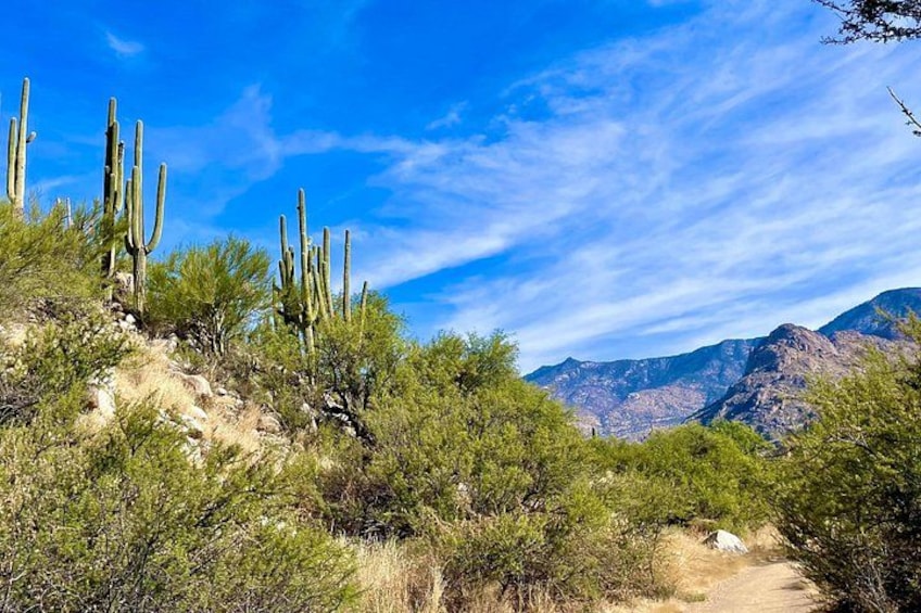 Saguaro Cactus 4