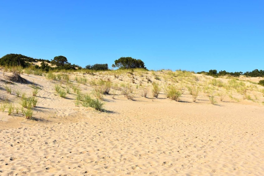 A sandy beach with dunes and sparse vegetation. 5