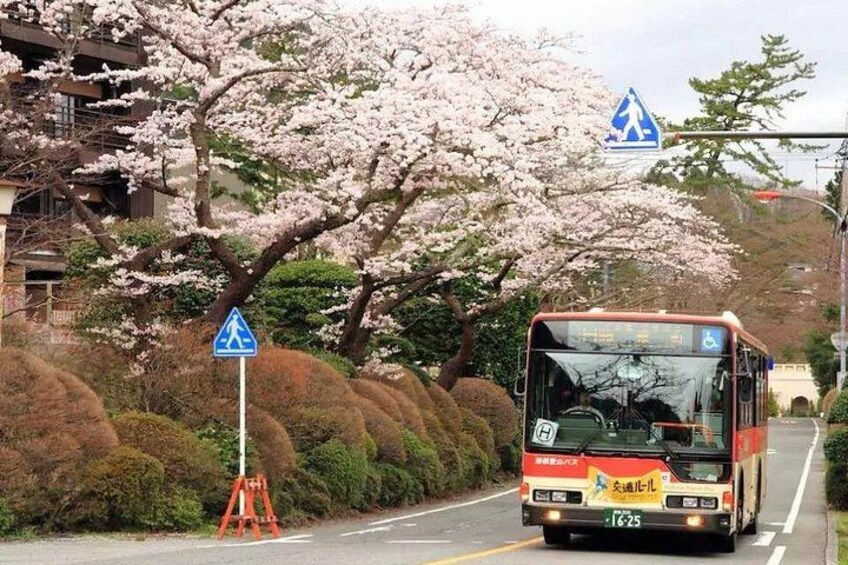 A bus on a road with cherry blossoms and pedestrian crossing signs. 1