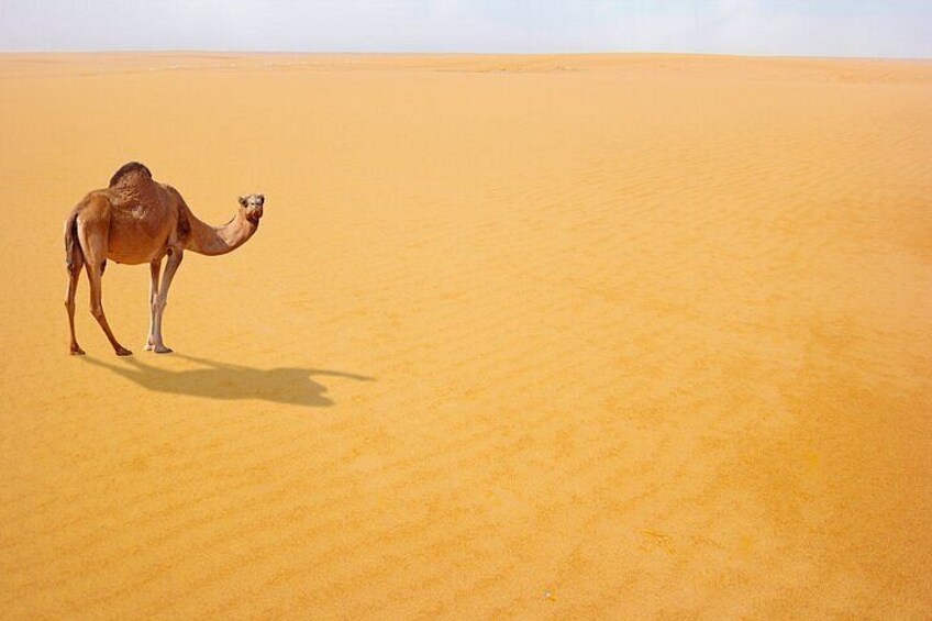 A camel standing in a vast desert landscape. 2