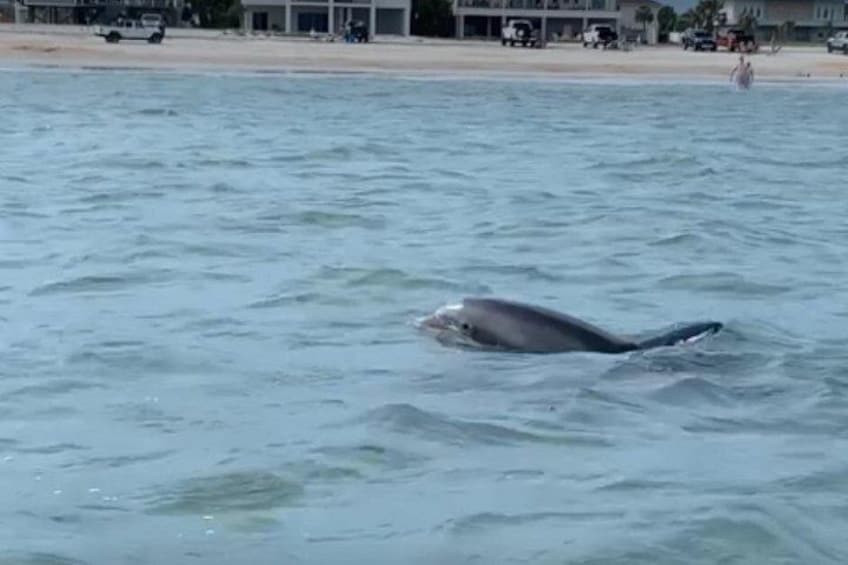 Historic St. Augustine Private boat tours, Dolphin tours, sunset tours 4