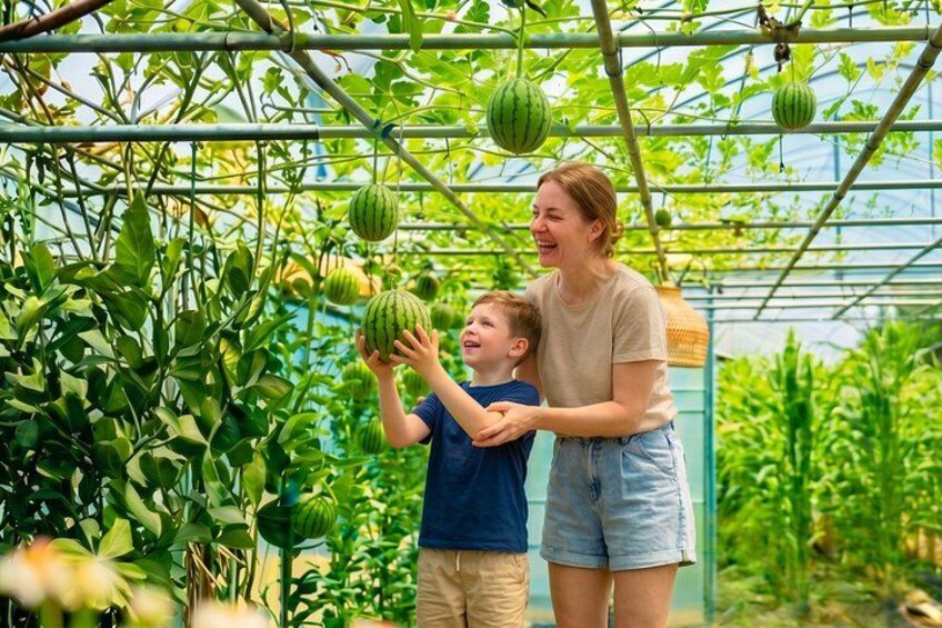 Une serre où l’on cultive des plantes et des pastèques. 1